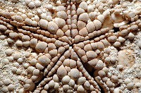 麵包海星(饅頭海星)藏品圖，第9張