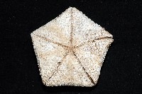 麵包海星(饅頭海星)藏品圖，第10張