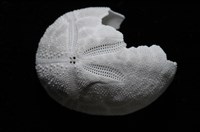 脊背壺海膽藏品圖，第2張