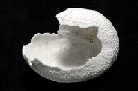脊背壺海膽藏品圖，第6張