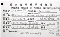 脊背壺海膽藏品圖，第12張