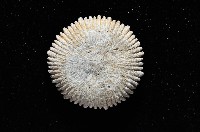 太平洋花葉珊瑚藏品圖，第3張