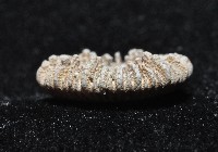 太平洋花葉珊瑚藏品圖，第4張