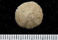未知種齊苔蟲藏品圖，第1張