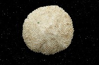 未知種齊苔蟲藏品圖，第2張