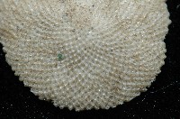 未知種齊苔蟲藏品圖，第6張