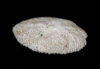 未知種齊苔蟲藏品圖，第7張