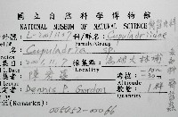未知種齊苔蟲藏品圖，第8張