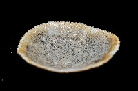 未知種齊苔蟲藏品圖，第4張