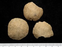 未知種齊苔蟲藏品圖，第9張