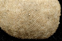 未知種齊苔蟲藏品圖，第10張
