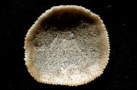 未知種齊苔蟲藏品圖，第11張
