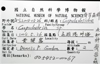 未知種齊苔蟲藏品圖，第12張