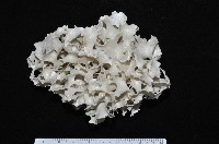 未知種雙湧苔蟲藏品圖，第1張