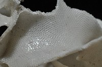 未知種雙湧苔蟲藏品圖，第2張