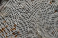 未知種雙湧苔蟲藏品圖，第3張