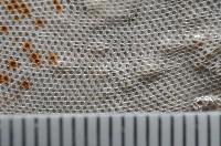 未知種雙湧苔蟲藏品圖，第4張