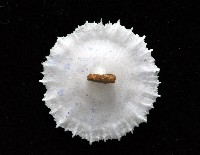 皇家冠杯珊瑚藏品圖，第3張