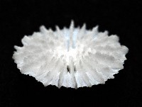 皇家冠杯珊瑚藏品圖，第4張
