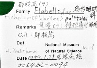 優雅扇形珊瑚藏品圖，第12張