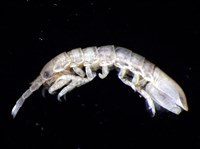 平尾棒鞭水虱藏品圖，第1張
