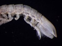 平尾棒鞭水虱藏品圖，第3張