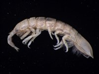 平尾棒鞭水虱藏品圖，第6張