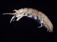 平尾棒鞭水虱藏品圖，第7張