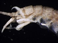 平尾棒鞭水虱藏品圖，第8張