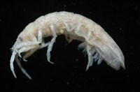 平尾棒鞭水虱藏品圖，第1張