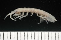 平尾棒鞭水虱藏品圖，第2張