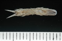 平尾棒鞭水虱藏品圖，第3張