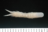 平尾棒鞭水虱藏品圖，第4張