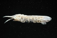 平尾棒鞭水虱藏品圖，第5張