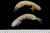 平尾棒鞭水虱藏品圖，第6張