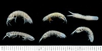 平尾棒鞭水虱藏品圖，第7張