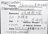平尾棒鞭水虱藏品圖，第8張