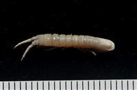 平尾棒鞭水虱藏品圖，第3張