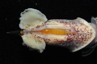 皮羅魷魚藏品圖，第2張