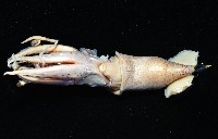 皮羅魷魚藏品圖，第3張