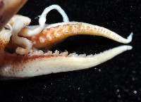 皮羅魷魚藏品圖，第4張