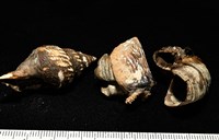 造殼海葵之一種藏品圖，第2張