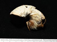 造殼海葵之一種藏品圖，第3張