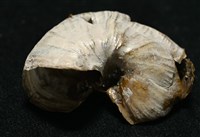造殼海葵之一種藏品圖，第4張