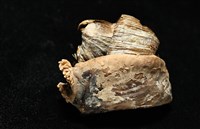 造殼海葵之一種藏品圖，第5張