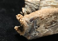 造殼海葵之一種藏品圖，第6張