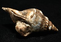 造殼海葵之一種藏品圖，第7張