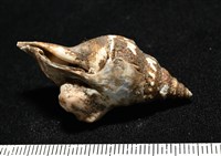 造殼海葵之一種藏品圖，第8張