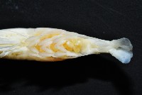 赤崁新米蝦藏品圖，第6張