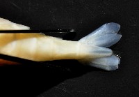 赤崁新米蝦藏品圖，第7張